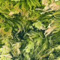 algae-abstract-web